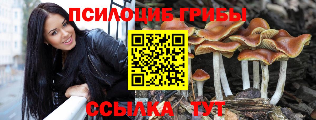закладки  Вход с VPN  Кировск  Галлюциногенные грибы мухоморы  Псилоцибиновые грибы Psilocybe 